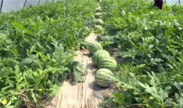 梁山大瓜爆料视频最新,最新视频爆料梁山好汉真相