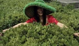 杨二车娜姆最新爆料,揭秘娱乐圈不为人知的秘密